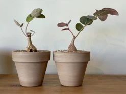 Phyllanthus Mirabilis -Garden Care Store s753278155256112669 p992 i7 w4032