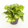 Pothos Golden
