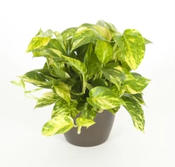 Pothos Golden
